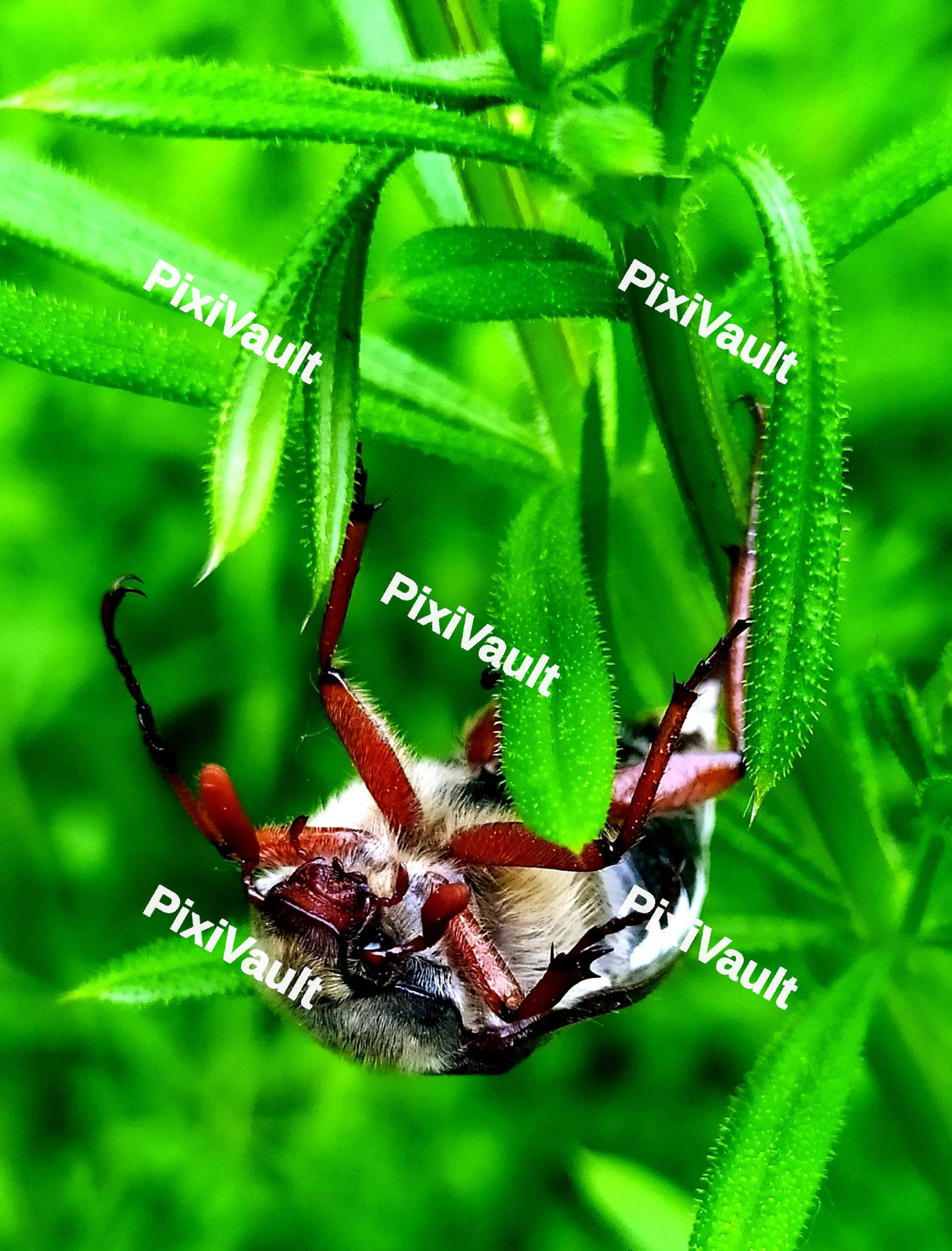Cockchafer insect